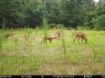 Picture of Beaverdam Farm North - Wilkes County, GA