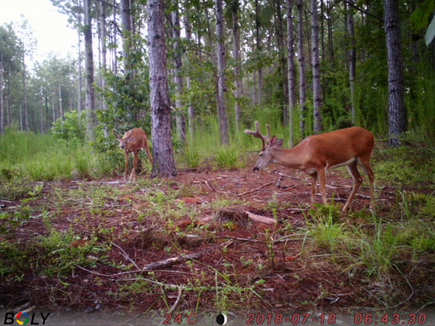 Picture of Snell-Clark Creek - Wilkes County, GA